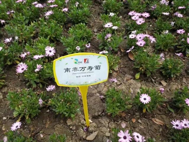 花名男生两个字威猛（花名男生两个字植物）