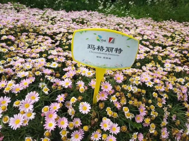 花名男生两个字威猛（花名男生两个字植物）