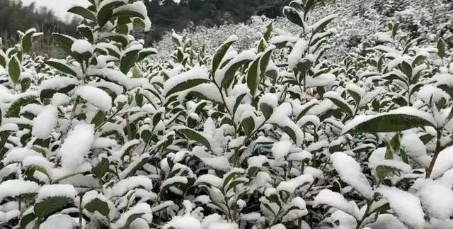 白茶的价格一般是多少白茶价格表（天目湖白茶价格表）