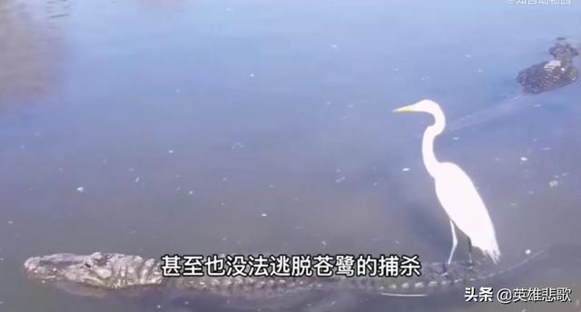 黄鼠狼的克星居然是它（黄鼠狼的克星的图片）
