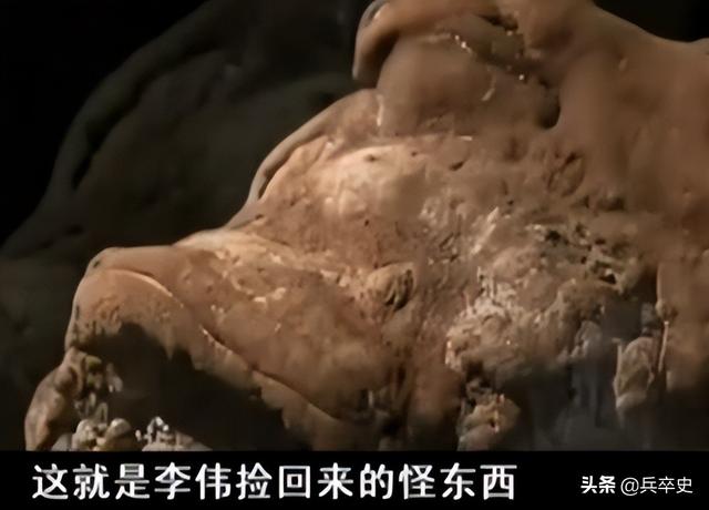 树舌灵芝图片价格 功效（树舌灵芝图片价格 有毒）