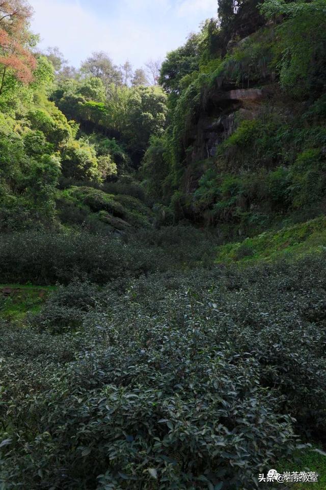 水金龟属于什么茶功效与作用（水金龟岩茶）