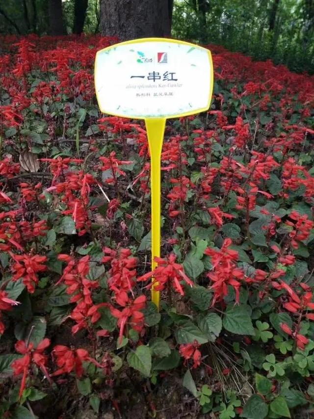 花名男生两个字威猛（花名男生两个字植物）