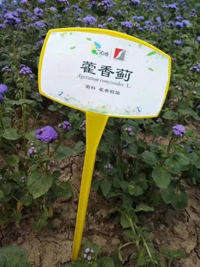 花名男生两个字威猛（花名男生两个字植物）