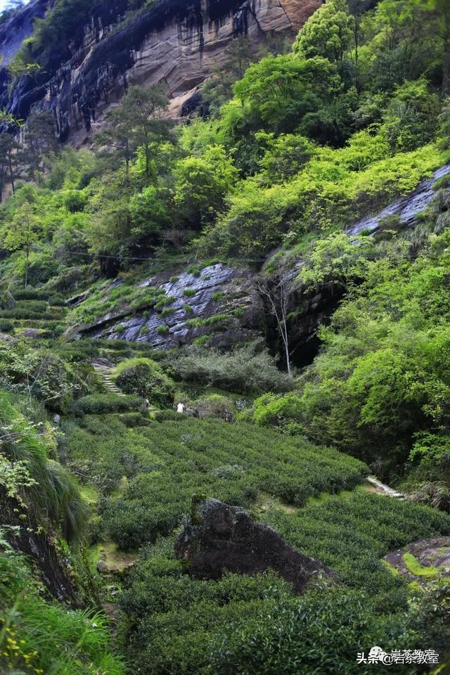 水金龟属于什么茶功效与作用（水金龟岩茶）