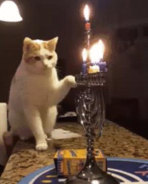 布偶猫的品种图片（猫的品种图片名字大全）