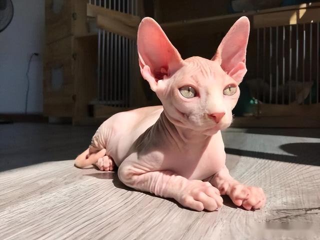 布偶猫的品种图片（猫的品种图片名字大全）