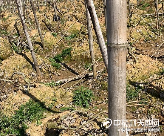 野生葛粉多少钱一斤（产新观察：粉葛产量调减 产地货源畅销）