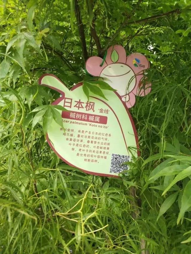 花名男生两个字威猛（花名男生两个字植物）