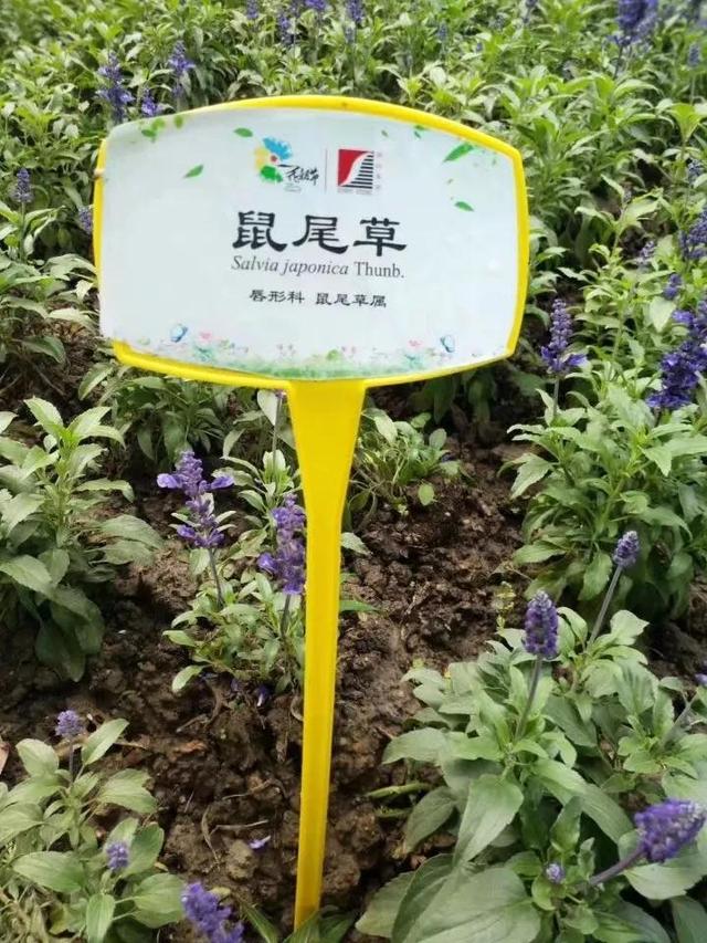 花名男生两个字威猛（花名男生两个字植物）