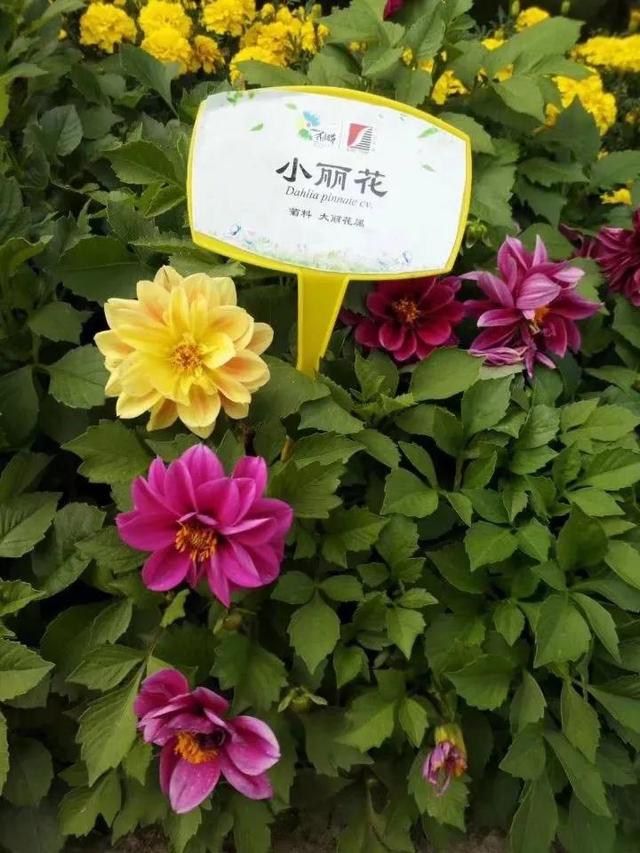 花名男生两个字威猛（花名男生两个字植物）