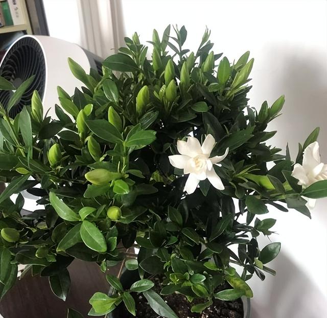 栀子花花期几月份（栀子花的花期是几月）