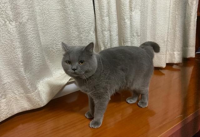 布偶猫的品种图片（猫的品种图片名字大全）