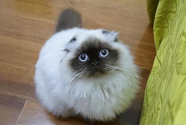 布偶猫的品种图片（猫的品种图片名字大全）