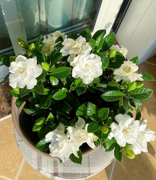 栀子花花期几月份（栀子花的花期是几月）