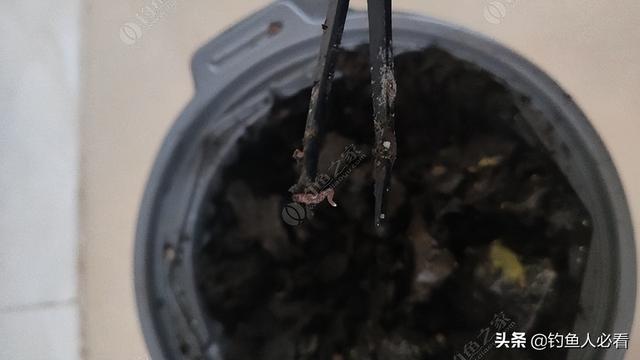 如何养蚯蚓(塑料瓶)（家庭如何养蚯蚓）