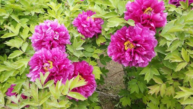 花名男生两个字威猛（花名男生两个字植物）
