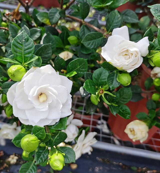 栀子花花期几月份（栀子花的花期是几月）